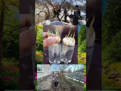 Чеснок , способ посадки #lifehack #лайфхак #shorts #огород Чеснок , способ посадки #lifehack #лайфхак #shorts #огород