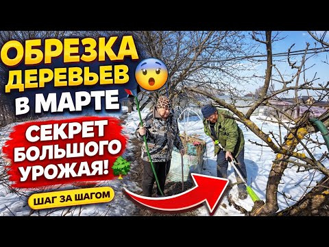 Обрезка деревьев в марте  как правильно обрезать сад весной  секрет большого урожая