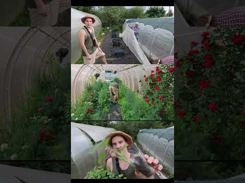 #relaxing #asmr #flowers