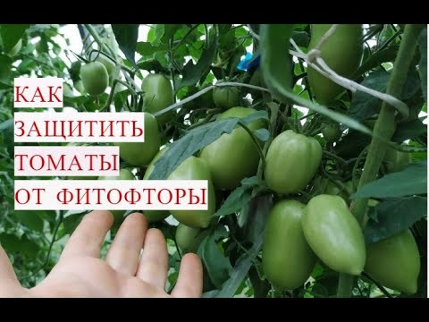 ФИТОФТОРЫ НИКОГДА НЕ БУДЕТ, ЕСЛИ СДЕЛАТЬ ЭТО! ФИТОФТОРА НА ТОМАТАХ. ФИТОФТОРЫ НИКОГДА НЕ БУДЕТ, ЕСЛИ СДЕЛАТЬ ЭТО! ФИТОФТОРА НА ТОМАТАХ.