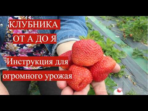 КЛУБНИКА ОТ А ДО Я! Моя секретная система для огромного урожая. КЛУБНИКА ОТ А ДО Я! Моя секретная система для огромного урожая.