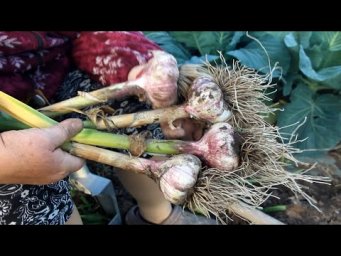 Каким способом не стоит сажать чеснок. А какой способ посадки чеснока всегда дает шикарный урожай.