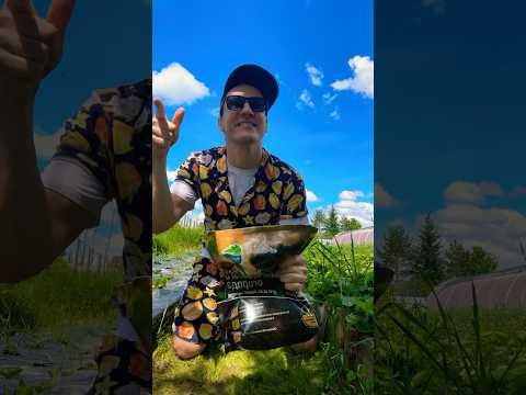 Стырил грунт органик микс и меня понесло