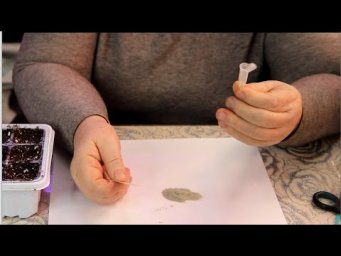 В этом году эустому буду сеять только так.