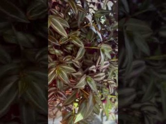 Beautiful Tradescantia Plant  Home Gardening  #terracegarden  #gardening  #shorts