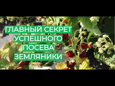 Мой главный секрет успешного посева земляники.