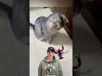 Смешные видео с животными #приколы #котики