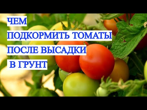 Подкормите томаты ЭТИМ СЕЙЧАС &mdash; или останетесь БЕЗ УРОЖАЯ! Работает 100%!