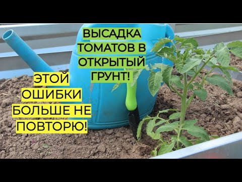 Высадка томатов в открытый грунт. ПОЧЕМУ ПОГИБЛИ ТОМАТЫ в прошлом году. Высадка томатов в открытый грунт. ПОЧЕМУ ПОГИБЛИ ТОМАТЫ в прошлом году.