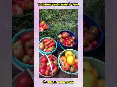 Урожай томатов . Юлия Миняева . семейные посиделки