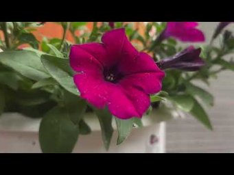 Семейные Посиделки _жизнь в деревне 26.05.23г.