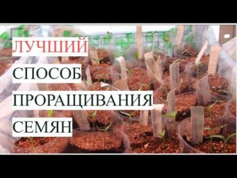 Перестаньте губить семена! Показываю рабочий способ, который спасет вашу рассаду.