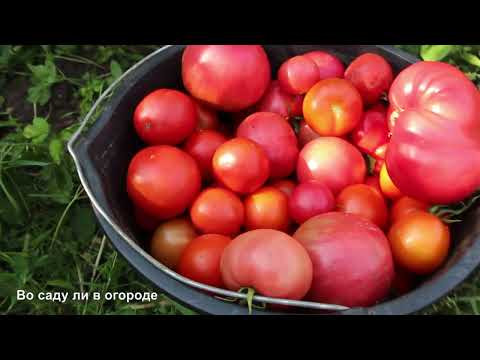 Секрет Крупных и Сладких Помидоров. Чем Кормить в Августе.