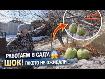 Сад после зимы&hellip; Обрезка груши и подготовка теплицы в марте  6 серия