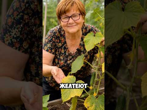 Копеечная подкормка, которую сейчас сохраняют все дачники #дача #огород #подкормка #уобрение #огурцы Копеечная подкормка, которую сейчас сохраняют все дачники #дача #огород #подкормка #уобрение #огурцы