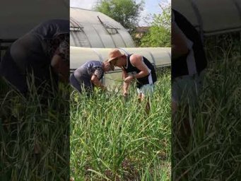 Simple Living: Garden, Fields & Peace #vlog #mydailyvlog