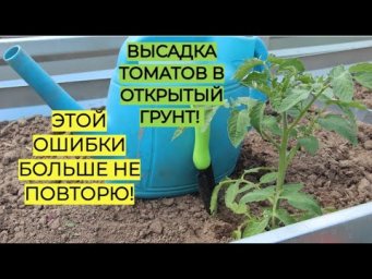 Высадка томатов в открытый грунт. ПОЧЕМУ ПОГИБЛИ ТОМАТЫ в прошлом году.