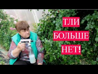 Тли нет! Лучшее средство от тли. Проверено.