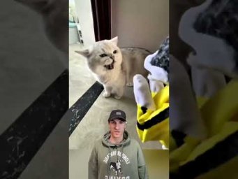 Котик в доме &mdash; счастье в сердце #приколы #котики #юмор