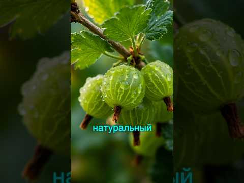 Пектин из крыжовника своими руками &mdash; без химии и желатина! #рецепт