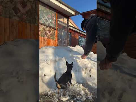#asmr #puppy #snow #shorts