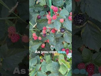 A Walk Through a Russian Village Garden: Berries, Apples, and Autumn Harvest #shorts