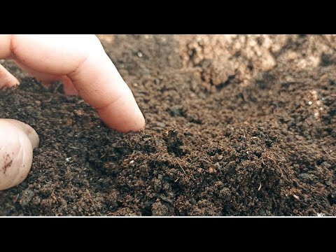 В ТАКОЙ ЗЕМЛЕ ВСЕ ПРЕТ КАК НА ДРОЖЖАХ. КАК СДЕЛАТЬ ВКУСНЫЕ ГРЯДКИ ДАЖЕ ИЗ СУГЛИНКА. В ТАКОЙ ЗЕМЛЕ ВСЕ ПРЕТ КАК НА ДРОЖЖАХ. КАК СДЕЛАТЬ ВКУСНЫЕ ГРЯДКИ ДАЖЕ ИЗ СУГЛИНКА.