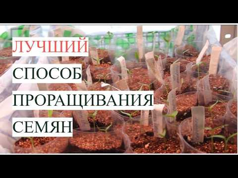 Перестаньте губить семена! Показываю рабочий способ, который спасет вашу рассаду. Перестаньте губить семена! Показываю рабочий способ, который спасет вашу рассаду.