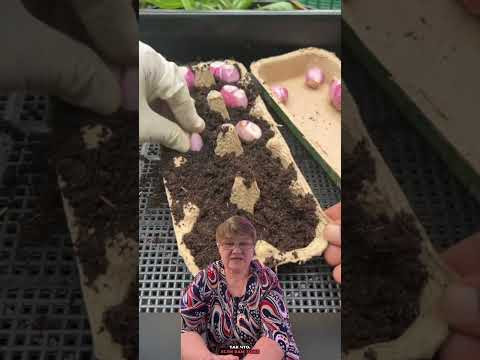 Идеи для огорода !!! чеснок дома !!! #лайфхаки #diy #lifehacks Идеи для огорода !!! чеснок дома !!! #лайфхаки #diy #lifehacks