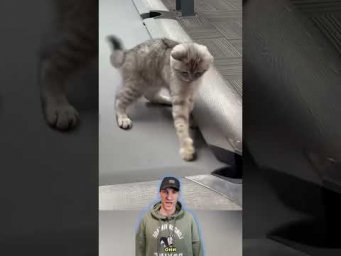Кот играет в бильярд лучше меня #приколы #кот #cat