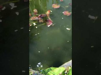 Наши карпы как слоны