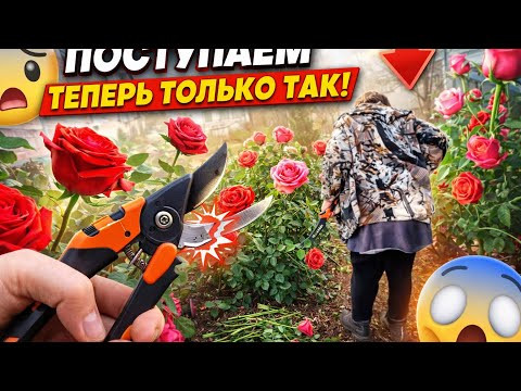 ПОСТУПАЕМ С РОЗАМИ ТЕПЕРЬ ТОЛЬКО ТАК! Весенняя обрезка, которая реально работает ПОСТУПАЕМ С РОЗАМИ ТЕПЕРЬ ТОЛЬКО ТАК! Весенняя обрезка, которая реально работает