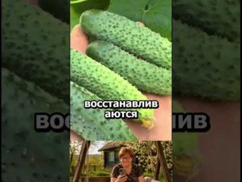 Любимая подкормка огурцов #огород #дача #сад #урожай #shorts