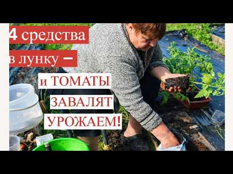 Высаживаю томаты так: НИ ОДНОГО БОЛЬНОГО КУСТА! Секрет отличного плодоношения.