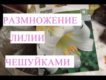 Размножение лилии чешуйками. Много бесплатных луковиц из одной!