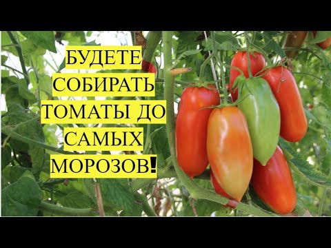 СДЕЛАЙТЕ ЭТО И БУДЕТЕ ЕСТЬ ТОМАТЫ С КУСТА ДО САМЫХ МОРОЗОВ! СДЕЛАЙТЕ ЭТО И БУДЕТЕ ЕСТЬ ТОМАТЫ С КУСТА ДО САМЫХ МОРОЗОВ!