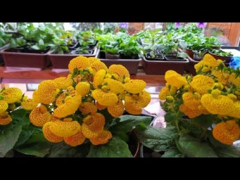 ЛУЧШИЙ СПОСОБ ПОСЕВА ЦВЕТОВ! ПОСЕВ ЛОБЕЛИИ. ВСХОДИТ ДРУЖНО, ЦВЕТЕТ ПЫШНО!