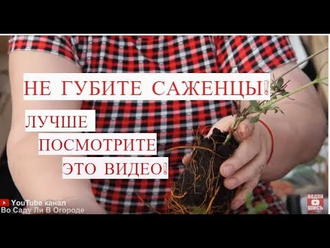 НЕ СОВЕРШАЙТЕ ОШИБКУ! НЕ ГУБИТЕ САЖЕНЦЫ! ЛУЧШЕ ПОСМОТРИТЕ ЭТО ВИДЕО! НЕ СОВЕРШАЙТЕ ОШИБКУ! НЕ ГУБИТЕ САЖЕНЦЫ! ЛУЧШЕ ПОСМОТРИТЕ ЭТО ВИДЕО!