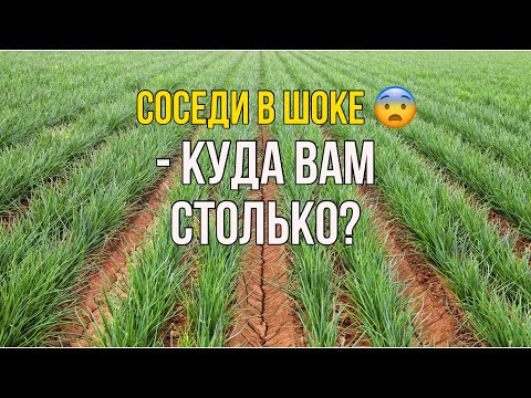 Тонкости посадки лука-севка в 2023 году !!! семенйые посиделки влог Тонкости посадки лука-севка в 2023 году !!! семенйые посиделки влог