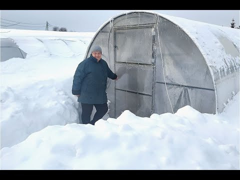КТО БЫ МОГ ПОДУМАТЬ?! ЧТО Я ВЫРАЩИВАЮ В ТЕПЛИЦЕ ЗИМОЙ. КТО БЫ МОГ ПОДУМАТЬ?! ЧТО Я ВЫРАЩИВАЮ В ТЕПЛИЦЕ ЗИМОЙ.