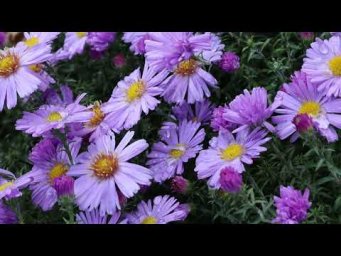 Relaxing Autumn Colors   Peaceful Village Life & Garden Vlog