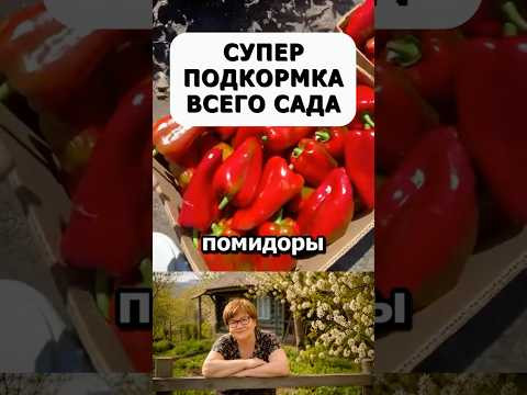 Мощная подкормка всего огорода и сада #дача #огород #сад #урожай #советыдачникам