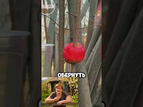 Правильная обрезка деревьев #дача #сад #огород