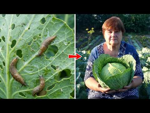 Слизни атакуют! Как я спасла капусту этим летом/