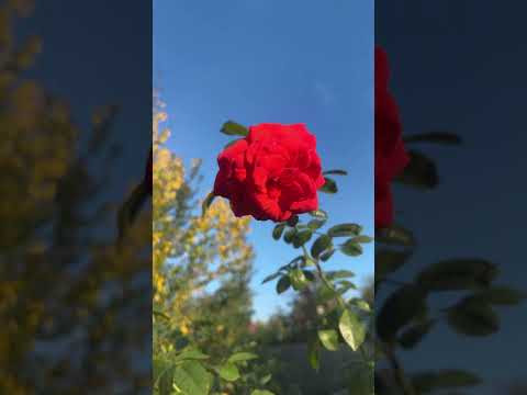 Flowers  lovely place home