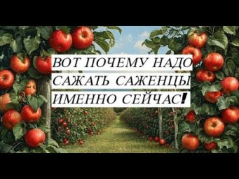 Не бойтесь сейчас сажать саженцы. Вот почему я решила посадить яблони именно осенью.