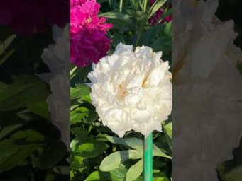 Beautiful Peony Flower  Home Gardening  #terracegarden  #gardening  #shorts_video