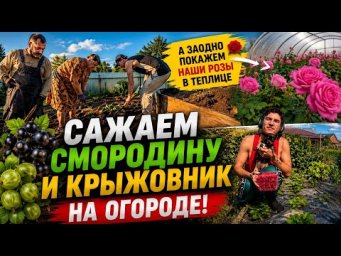 Сажаем крыжовник и чёрную смородину! А розы в теплице просто покорили нас  #воог