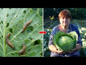 Слизни атакуют! Как я спасла капусту этим летом/