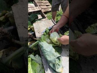 ASMR Cabbage Harvest &ndash; Only Nature Sounds #shorts